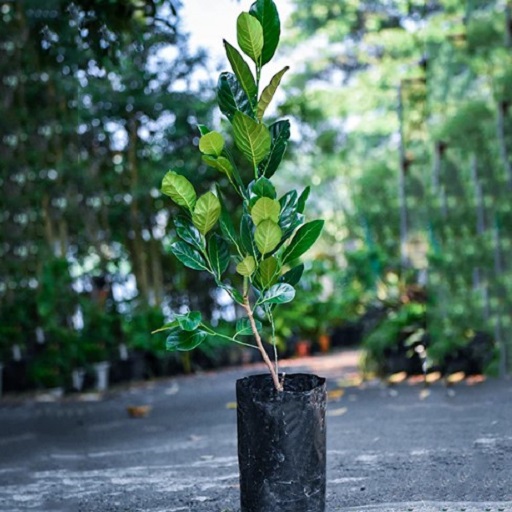 Natural JACK FRUIT PLANT / Fanas